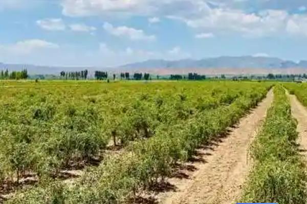 枸杞黑果病的病症，感病后出现小黑点或黑斑或黑色网状纹