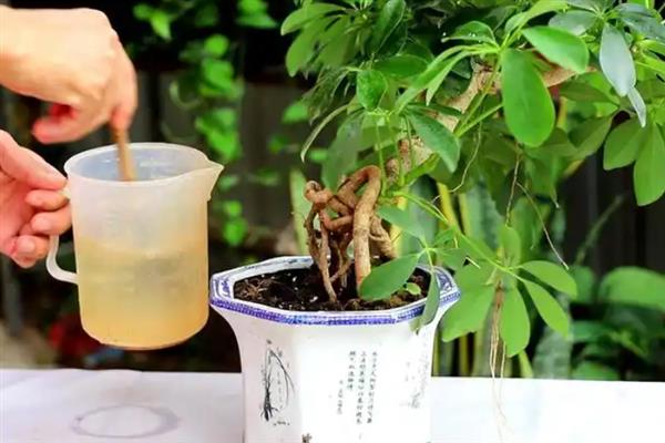 鸭掌木会开花吗，通常在10月和11月开花