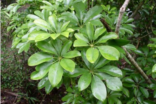 鸭掌木会开花吗，通常在10月和11月开花