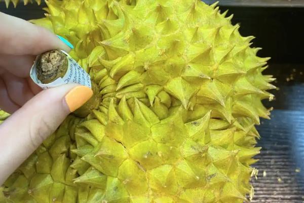 打开榴莲发现肉没熟如何处理，采取以下3种方式可以催熟