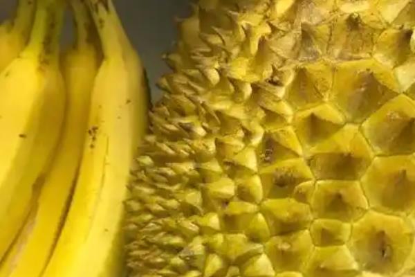 打开榴莲发现肉没熟如何处理，采取以下3种方式可以催熟