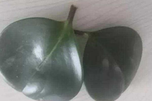 圆叶椒草要剪枝吗，要定期进行修剪