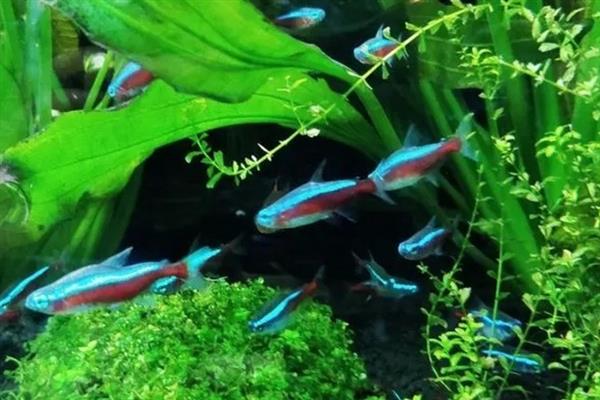 红绿灯鱼的寿命，正常寿命为1-2年