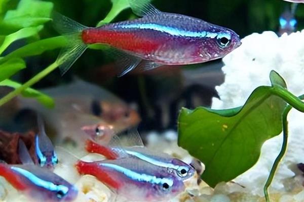 红绿灯鱼的寿命，正常寿命为1-2年