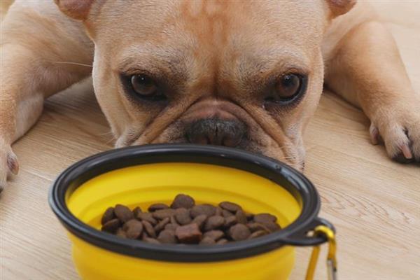 成年法斗犬的标准体重，标准体重是8-12.6kg