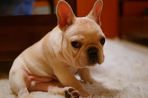 成年法斗犬的标准体重，标准体重是8-12.6kg
