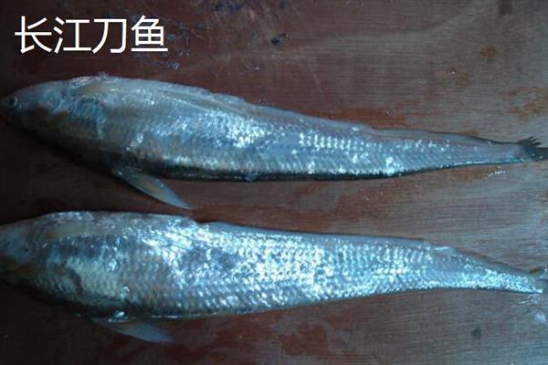 刀鱼是海鱼还是淡水鱼，刀鱼是淡水鱼