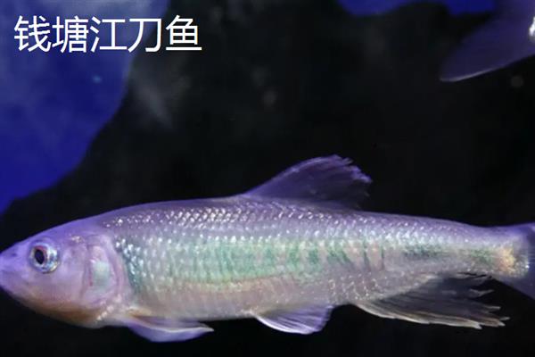 刀鱼是海鱼还是淡水鱼，刀鱼是淡水鱼