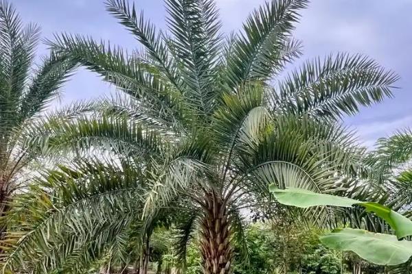 海枣树的养殖方法，生长季节需要勤施薄肥