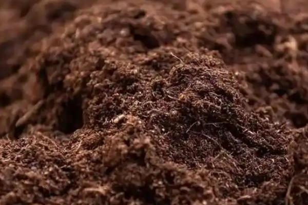 珍珠罗汉松怎么养殖，春秋季节每周浇一次水