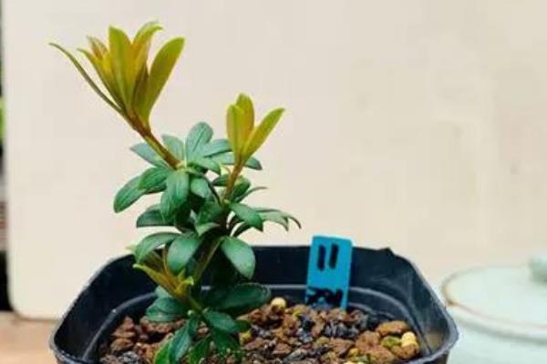 珍珠罗汉松怎么养殖，春秋季节每周浇一次水