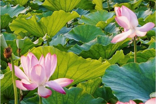 哪些花在夏季开放，包括荷花、向日葵、睡莲等品种