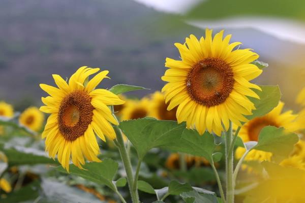 哪些花在夏季开放，包括荷花、向日葵、睡莲等品种