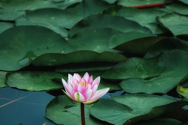 哪些花在夏季开放，包括荷花、向日葵、睡莲等品种
