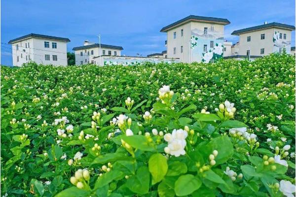 哪些花在夏季开放，包括荷花、向日葵、睡莲等品种