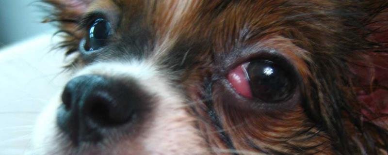 狗狗常见眼睛疾病用什么药，青霉素、氯霉素、四环素等药物可酌情使用