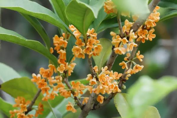 哪些花在夏季开放，包括荷花、向日葵、睡莲等品种