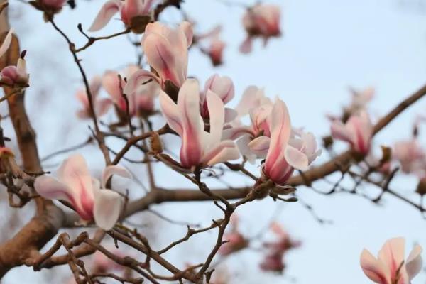 哪些花在夏季开放，包括荷花、向日葵、睡莲等品种