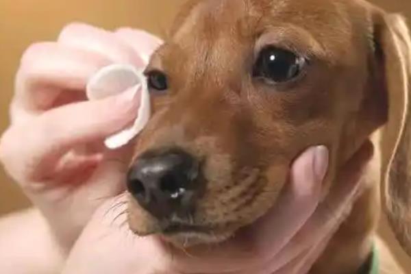 犬眼肿胀的原因，可能是玩耍时不慎抓到