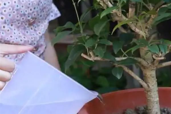 四季桂叶子干枯的处理方式，应及时将植株移入通风的阴凉处
