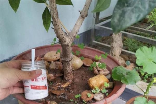 四季桂叶子干枯的处理方式，应及时将植株移入通风的阴凉处