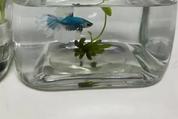 斗鱼小鱼怎么养，小斗鱼需要一天喂2-3次