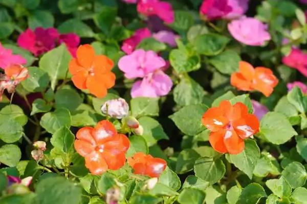 如何用凤仙花染指甲，捣碎后添加白醋再涂抹指甲