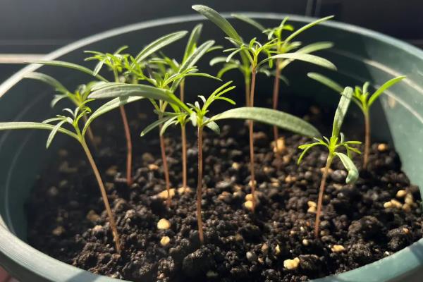 波斯菊的施肥方式，上盆的时候要施足基肥