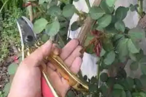 蔷薇怎么爬墙，爬墙之前要对枝条进行适当的修剪