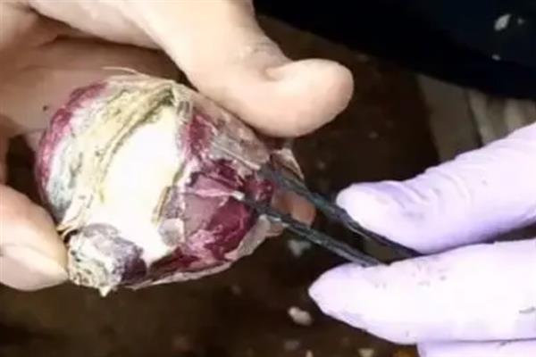 风信子是一年四季都有吗，风信子并不是一年四季都有