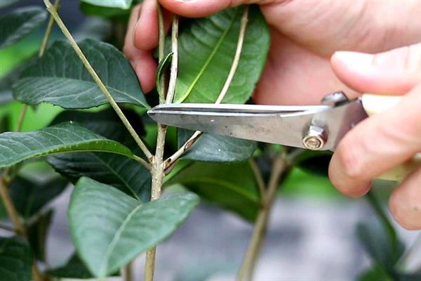 桂花树8月份能不能栽活，桂花树8月份能栽活