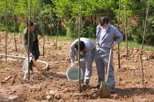 桂花树8月份能不能栽活，桂花树8月份能栽活