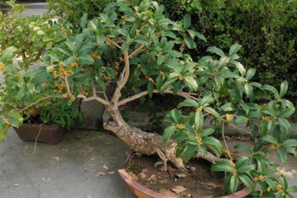 桂花树8月份能不能栽活，桂花树8月份能栽活