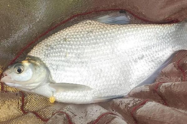鳊鱼简介，是鲤科鳊属鱼类的统称
