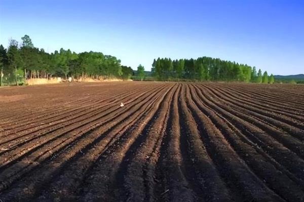 佛手瓜怎么种植，用温水浸种1小时再播种
