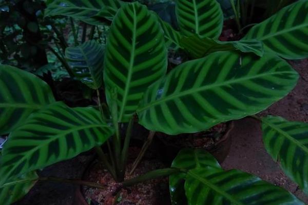 猫眼竹芋怎么养殖，将温度保持在20-30℃