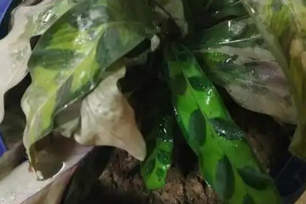 猫眼竹芋怎么养殖，将温度保持在20-30℃