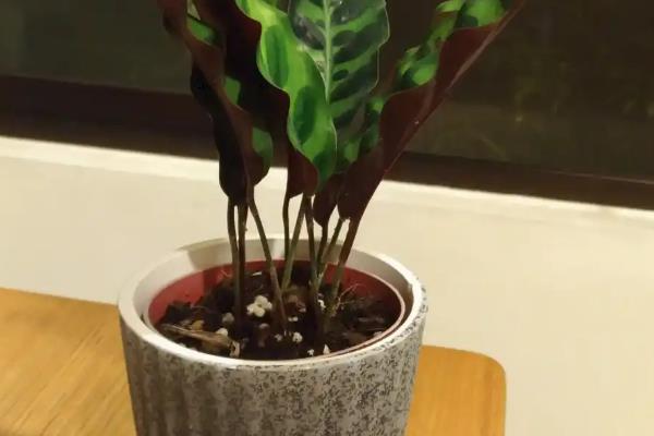 猫眼竹芋怎么养殖，将温度保持在20-30℃