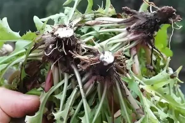 黄黄苗的适宜采挖时间，春天刚发芽时采收可当作蔬菜