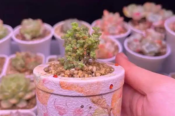 枝干番杏不开花的原因，可能是光温不当、肥力不足等因素造成