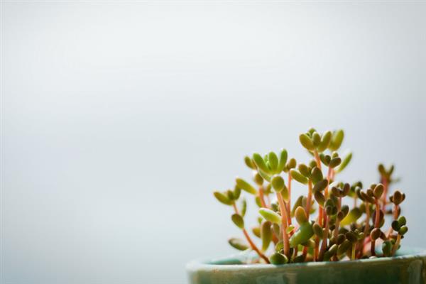 枝干番杏不开花的原因，可能是光温不当、肥力不足等因素造成