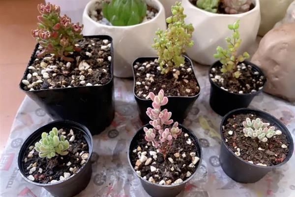 枝干番杏不开花的原因，可能是光温不当、肥力不足等因素造成