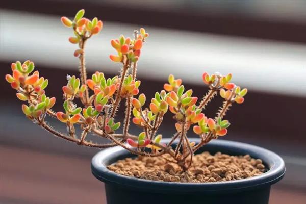 枝干番杏不开花的原因，可能是光温不当、肥力不足等因素造成