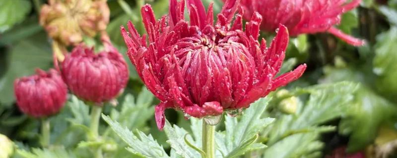 菊花的开花时间，大多为9-11月份