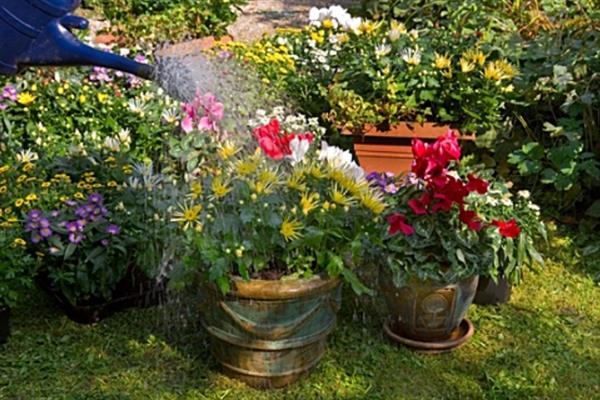 菊花的开花时间，大多为9-11月份