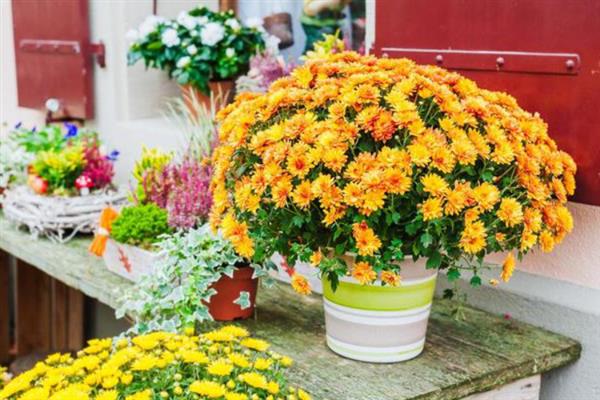 菊花的开花时间，大多为9-11月份