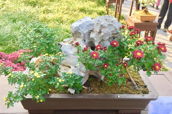 菊花的开花时间，大多为9-11月份