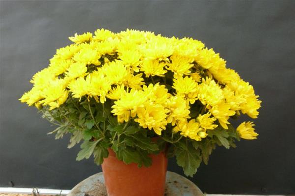 菊花的开花时间，大多为9-11月份
