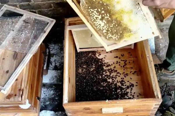 农村常见的蜂种，主要分为蜜蜂、马蜂、土蜂等
