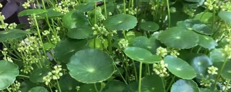 怎么养铜钱花，15-20天可施1次肥